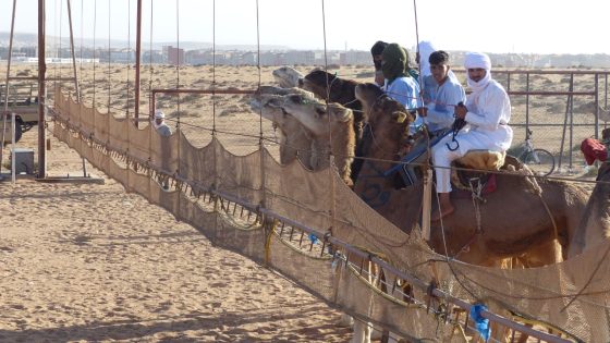 إنطلاق البطولة الوطنية الأولى لسباقات الهجن بالطنطان