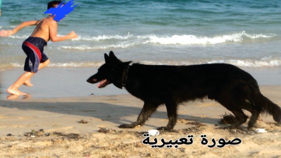 الوطية:ظاهرة انتشار الكلاب الشرسة والمحظورة،تفسد إستمتاع الزوار باجواء الشاطئ
