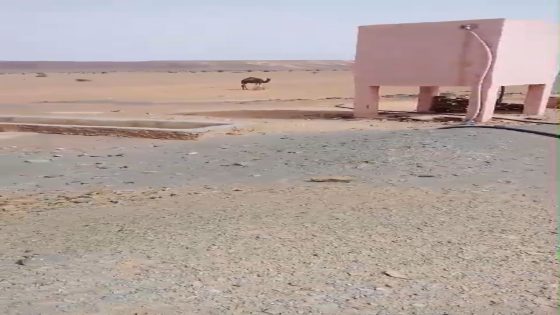 سكان وكسابة المناطق المجاورة لجماعة لمسيد اقليم طانطان تستغيت وتشتكي من العطش