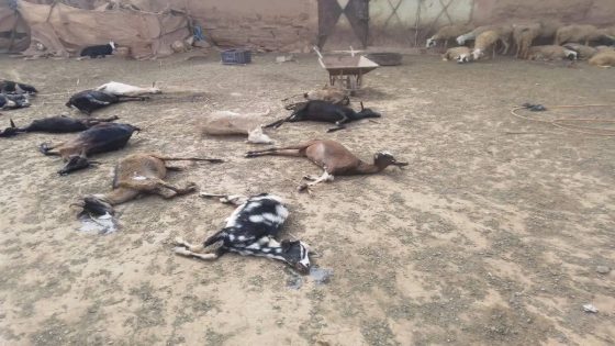 جماعة لقصابي:نفوق غامض لـ37 رأسًا من الماعز بدوار آزادار.. الساكنة تطالب بتدخل عاجل لكشف الأسباب
