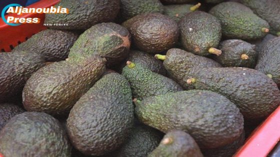المغرب ثالث منتج للأفوكادو في إفريقيا بعائدات قياسية بلغت 179 مليون دولار