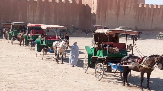 تارودانت: مبادرة لفحص عربات الجياد والخيول