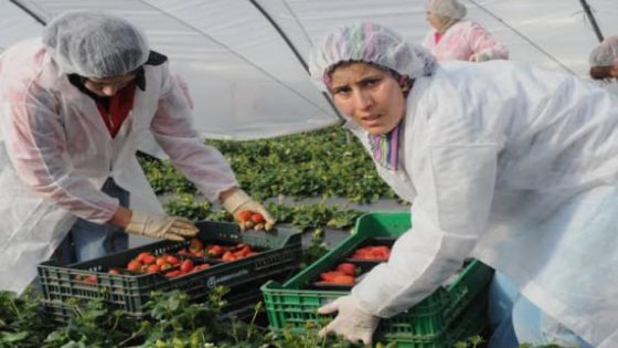 أزمة يد عاملة تهدد موسم الفراولة في هويلفا.. ومنتجون يطالبون بالمزيد من العمال المغاربة