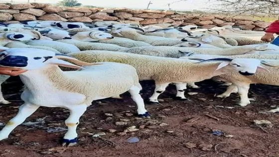 عصابة “الفراقشية” تهاجم من جديد بدوار صطايح ببلفاع: سرقة 70 رأس غنم تُشعل الغضب وتثير مطالب بتعزيز الأمن.