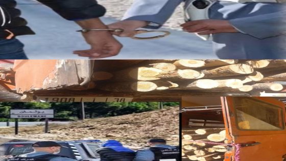 الدرك الملكي ببولمان يفكك عصابة متخصصة في سرقة أشجار الأرز الثمينة