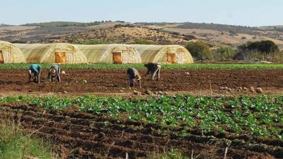 تعاونيات فلاحية تواجه صعوبات متزايدة وتطالب بحلول عاجلة.