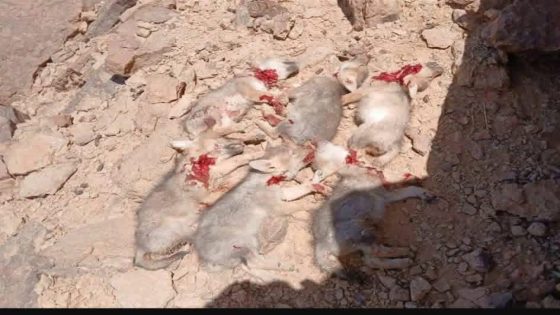 الدرك الملكي بالريصاني يستمع لرحل متورطين في ذبح 6 صغار ذئب وتداول صورها